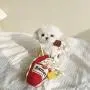 ChoChoCho Ramen Noodle Cup Nose Work Interactive Dog Plush Toy, Food Dispensing Toys, Hide Treat and Sniff Toy for Small and Medium Breed Dogs Cat Puppy ChoChoCho Ramen Noodle Cup Nose Work Interactive Dog Plush Toy, Food Dispensing Toys, Hide Treat and Sniff Toy for Small and Medium Breed Dogs Cat Puppy
