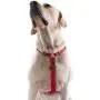 AdventureMore,Comfort Harness & Bungee Leash Set,Nylon,Reflective Adjustable Harness,Shock Absorbing Double Handle Leash XXL Red AdventureMore,Comfort Harness & Bungee Leash Set,Nylon,Reflective Adjustable Harness,Shock Absorbing Double Handle Leash XXL Red