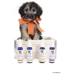 Warren London Wet Kiss Dog Cologne - Natural Smelling Deodorizer & Pet Odor Eliminator - 4 Scents - 2oz & 16oz - Made in USA