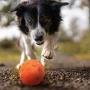 ThinkPet Rubber Dog Chew Toy Durable Teeth Cleaning Treat Dispensing Toy