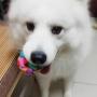 Dog Toys Interactive Toy Durable Fetch Balls 3'' Squeaker Ball Soft Natural Rubber, Protect Dogs Oral Health, Fits Ball Launcher, Built-in Bell (2 Pack)
