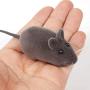 Jia Xing Pet Toy Simulation Mouse Sound Toy pet cat Toy Mouse Dog Toy Funny cat Plush Toy pet Supplies. Dog Toys for Medium Dogs