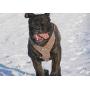 Bestia Aztec Grey Big Dogs Leather Chest Plate Harness