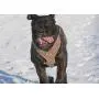 Bestia Aztec Grey Big Dogs Leather Chest Plate Harness Bestia Aztec Grey Big Dogs Leather Chest Plate Harness