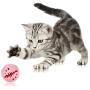 CatYou Cat Ball Toys Flash Light Ball Catnip Ball Bell Ball Interactive Kitten Toys