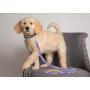 Pets First Pet Accessories, Baltimore Ravens Leash