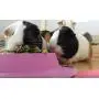 STAYbowl Tip-Proof Bowl for Guinea Pigs and Other Small Pets - Lilac (Purple) - Large 3/4 Cup Size New STAYbowl Tip-Proof Bowl for Guinea Pigs and Other Small Pets - Lilac (Purple) - Large 3/4 Cup Size New