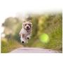 TYI Automatic Ball Launcher, Remote Control, Super Pick Ball, Thrower Interactive Throw and Retrieve Dog Toy Dog ​​Indoor and Outdoor Play Mini Tennis