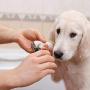 HeyPX Dog & Cat Nail Clippers, Pets Trimmer with Nail File, Safety Guard to Prevent Overcutting, Razor Sharp Blade, Professional Grooming Tool for Large and Small Animals Red