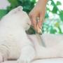Wooden Handle Grooming Comb for Dog Cat Pet