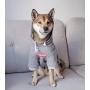 ChoChoCho Pup Dog Hoodie Pet Clothing Cotton Cat Hoodies Stylish Streetwear Sweatshirt Gray Tracksuits Outfit for Dog Cat Puppy Small Medium Large (XL)