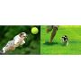 Apofly 1PC Tennis Balls Dog Balls, Dog Tennis Balls Dog Puppy Thrower Chucker Toy Ball Sport Play for Lessons Practice Throwing Machines