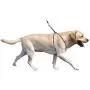 Company of Animals Lupi Non-Pull Harness Puppy Dog Harness, Large Company of Animals Lupi Non-Pull Harness Puppy Dog Harness, Large
