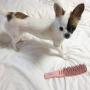 EL AMIGO Pet Brush Coral Slicker/Grooming Brush Shedding Grooming Tools/Hypoallergenic Bath Exfoliation Massage