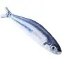 BHSHOP Two Sets Catnip Fish Toys for Cat, 20 cm Cat Toys, Cat Catnip Toys, Cat Chew Toys, Pet Toy, Simulation Saury Fish Toy, Interactive Plush Cat Toys, for Cat, Puppy, Dog BHSHOP Two Sets Catnip Fish Toys for Cat, 20 cm Cat Toys, Cat Catnip Toys, Cat Chew Toys, Pet Toy, Simulation Saury Fish Toy, Interactive Plush Cat Toys, for Cat, Puppy, Dog