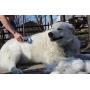 Copatchy Premium Cat and Dog Brush for Shedding
