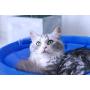 MW Cat Bed Hammock Modern Look with Stand for Small Large Cats Washable 17’’