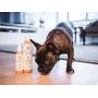 Aroma Paws Dog Shampoo – Cleansing Wash, Conditioning, Moisturizing – Toxin Free, Healthy Ingredients – Aromatic Grooming Puppy Shampoo – Tearless Cleaner, Mandarin Ginger
