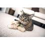 Petlinks HappyNip Catnip Cat Toys with Exciting Silvervine and Catnip
