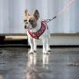 Fresh Pawz - Adjustable Mesh Harness