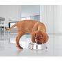 Iconic Pet 32 oz/ 4 Cup Anti Ant Stainless Steel Non Skid Pet Food/Water Bowl - Noise Free Ant Resistant Dog/Cat Feeding Bowl with Unique Design & Rubber Base Makes It an Elegant Ant Proof Dish