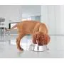 Iconic Pet 16 oz/ 2 Cup Anti Ant Stainless Steel Non Skid Pet Food/Water Bowl - Noise Free Ant Resistant Dog/Cat Feeding Bowl with Unique Design & Rubber Base Makes It an Elegant Ant Proof Dish