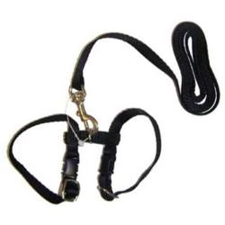 Marshall Ferret Harness and Lead