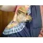OrgMemory Pet Sling Carrier, Adjustable Dog Sling, Small Dog Cat Outdoor Shoulder Pet Carrier OrgMemory Pet Sling Carrier, Adjustable Dog Sling, Small Dog Cat Outdoor Shoulder Pet Carrier