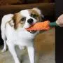Sundrawy Squeaky Dog Toys for Puppy Small Dogs,Puppy Dog Rope Toys,Puppy Toys for Teething,Puppy Chew Toys for Small Dogs,9 Pack Interactive Dog Toys for Boredom,Stuffed Plush Squeaky Dog Toys Sundrawy Squeaky Dog Toys for Puppy Small Dogs,Puppy Dog Rope Toys,Puppy Toys for Teething,Puppy Chew Toys for Small Dogs,9 Pack Interactive Dog Toys for Boredom,Stuffed Plush Squeaky Dog Toys