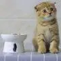 Leo Pet Food Bowls, Raised Cat Bowls Ceramic, Elevated Cat Bowls, Anti Vomiting, Stress Free, Ceramic Made, Pet Bowl for Food, Protect Pets Spine, Dishwasher Safe, Easy to Clean