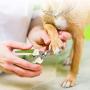 WINIBULA Dog Nail Clippers, Safety Guard Dog Nail Trimmer for Grooming with Nail File, Razor Sharp Blades, Non Slip Handles for Large Small Dog Pets