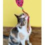 JW Pet Company Cataction Football with Steamers, Cat Toy