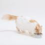 NECO ICHI Necoichi Anti-Spill Cat Food Bowl, Effective Double Anti-Spill Smart Lips, FDA and EC/ECC European Standards