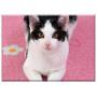 Triple Blank Wall Plate Cover - Cat Pet Black And White Cat Domestic Cat Young Cat