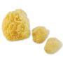 Constantia Pets Sea Sponges for Dogs - Luxury Canine Bath Care, for Pet Grooming, Soft & Gentle Pampering