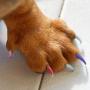 lesotc Dog Nail Polish Set, 6 Color Set (Pink, Purple, Red, Gold, Blue, Silver), Non-Toxic Water-Based Pet Nail Polish, Natural and Safe, Suitable for All Pet (Birds, Mice, Pigs and Rabbit)