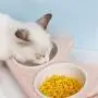 ocijf179 Pet Feeding Bowl Cat Dog Double Bowls Drinking Feeding Feeder Water Dispenser Food Container - Green
