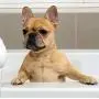 MaddieGirl Organics - Dirty Dog Deep Cleansing Detox Shampoo - Effectively Removes Dirt & Odor - All-Natural Organic Essential Oils & Botanicals - Vegan, Cruelty Free, No Gluten or GMOs - 17oz MaddieGirl Organics - Dirty Dog Deep Cleansing Detox Shampoo - Effectively Removes Dirt & Odor - All-Natural Organic Essential Oils & Botanicals - Vegan, Cruelty Free, No Gluten or GMOs - 17oz