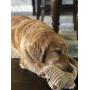 Rosys Choice Soft Plush Squeaky Chew Pig Cow 2 Pack Dog Toy Set for Medium Large Extra-Large Pets