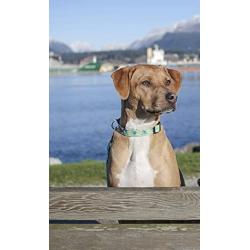 RC Pets Adjustable Dog Clip Collar