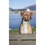 RC Pets Adjustable Dog Clip Collar
