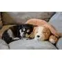 Calmeroos Puppy Heartbeat Toy Sleep Aid with 2 Long-Lasting Heat Packs Last 36 Hours Each Puppy Anxiety Relief Soother Dogs Cuddle Snuggle Calming Behavioral Aid for Pets Calmeroos Puppy Heartbeat Toy Sleep Aid with 2 Long-Lasting Heat Packs Last 36 Hours Each Puppy Anxiety Relief Soother Dogs Cuddle Snuggle Calming Behavioral Aid for Pets