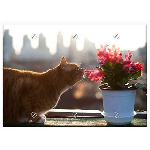 Triple Blank Wall Plate Cover - Cat Cats Pet Pets Flowers And Just Click The Worm Triple Blank Wall Plate Cover - Cat Cats Pet Pets Flowers And Just Click The Worm