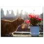 Triple Blank Wall Plate Cover - Cat Cats Pet Pets Flowers And Just Click The Worm