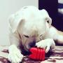 SodaPup MuttsKickButt Dog Toy - Natural Rubber Heart on a String Reward Ball - Chew & Dental Toy - Aggressive Chewers - Red