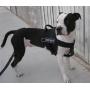 DT Universal No Pull Dog Harness, Clear Patches, Black, Medium, Fits Girth Size: 26-Inch to 32-Inch