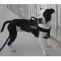 DT Universal No Pull Dog Harness, Clear Patches, Black, Medium, Fits Girth Size: 26-Inch to 32-Inch DT Universal No Pull Dog Harness, Clear Patches, Black, Medium, Fits Girth Size: 26-Inch to 32-Inch