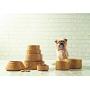 Mason Cash Cane Ceramic Dog Bowl, 6-inch