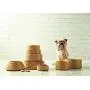 Mason Cash Cane Ceramic Dog Bowl, 6-inch Mason Cash Cane Ceramic Dog Bowl, 6-inch