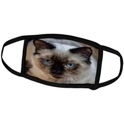 3dRose Sven Herkenrath Cat - Portrait of Siam Cat Pet Kitten - Face Masks (fm_311448_3)